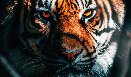 Tiger Close Up, HD Animals, 4k Wallpaper, Image, Background, Photo and Picture