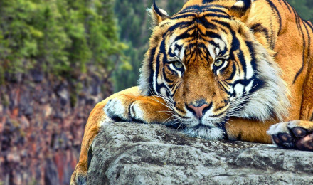 Tiger Desktop Background