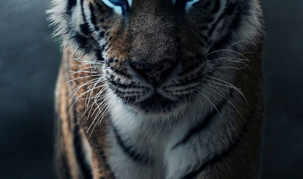 Cool Tiger, blue, water, HD phone wallpaper