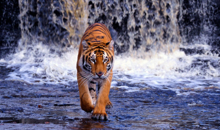 Animal Tiger HD Wallpaper