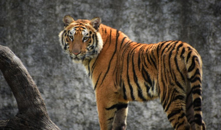 Tigers Picture. Download Free Image