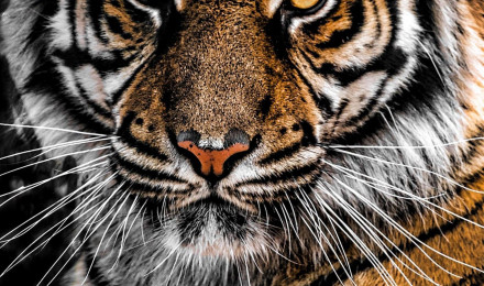 Tiger iPhone HD Wallpaper