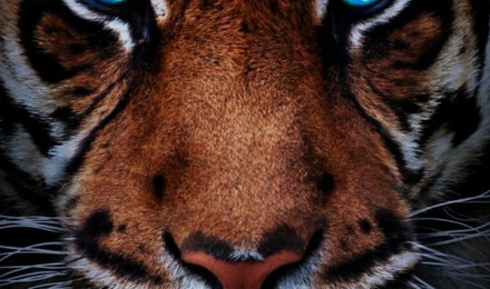 ❤FELINOS❤. Tiger wallpaper, Tiger picture, Tiger spirit animal