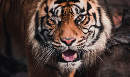 Best Tiger Image · 100% Free Downloads