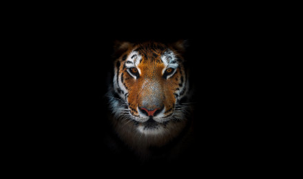 Tiger AMOLED 8K UHD Wallpaper