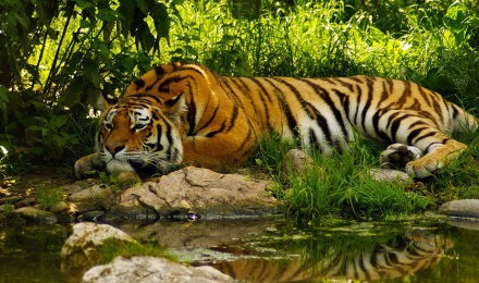 Royal Bengal Tiger