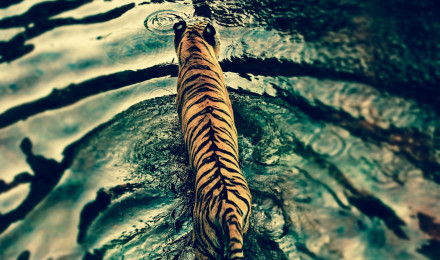 Tiger Wallpaper 4K, Walking, Top View, Water ripples