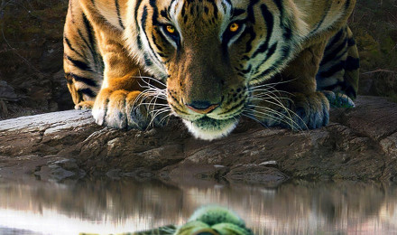 Tiger reflected in lake Wallpaper 4k Ultra HD