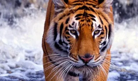 Tiger Wallpaper Free APK pour Android Télécharger