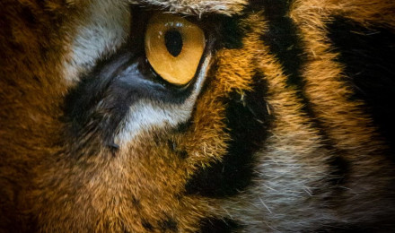 Tiger Eye Picture. Download Free Image