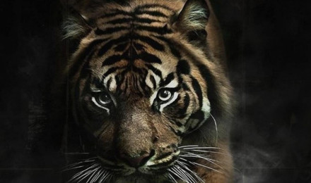 Angry tiger Wallpaper Download