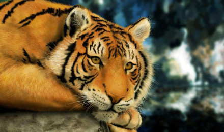 Tiger Desktop Background