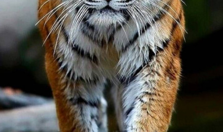 Download Tiger wallpaper by georgekev now. Browse millions of popular animal Wallpaper. Tiger wallpaper, Wild animal wallpaper, Tiger image