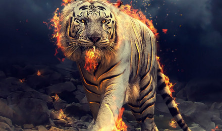 Tiger Wallpaper, HD Tiger Background, Free Image Download