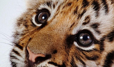 Baby tiger Wallpaper Download