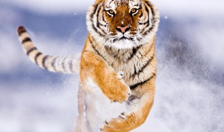 Free Beautiful Tiger HD Wallpaper