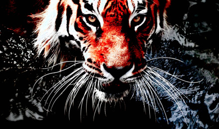 Tiger phone background Download free picture №236336