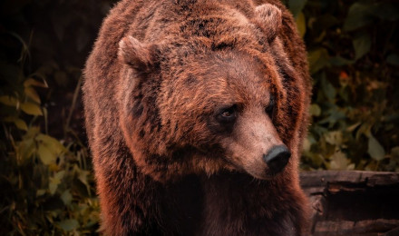 Bear Picture [HD]. Download Free Image