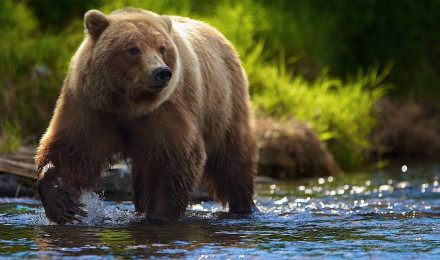 Brown Bear Wallpaper