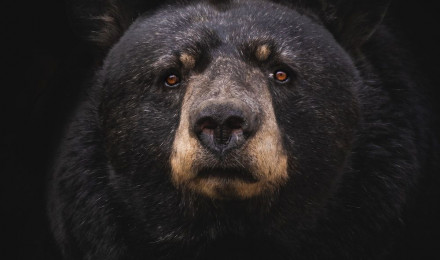 Bear Picture [HD]. Download Free Image