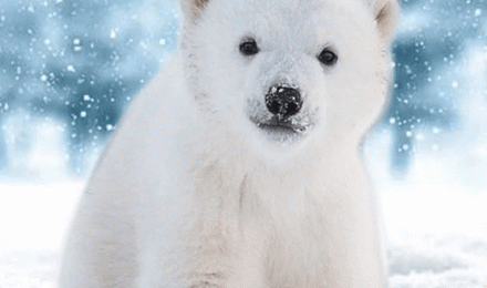 Polar Bear