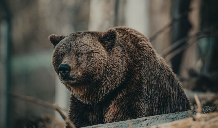 Brown bear on brown wooden log during daytime photo