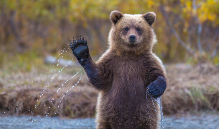 Wallpaper Bear, 4k, HD wallpaper, Hi, Water, National Geographic, Big, OS