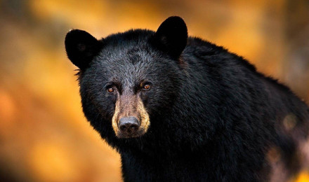 Black Bear Wallpaper