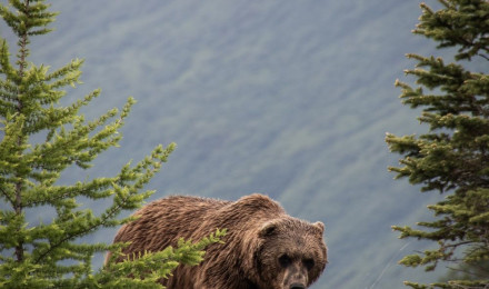 Brown Bear Picture. Download Free Image