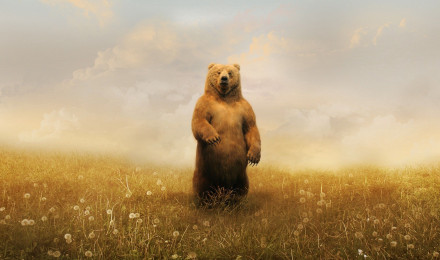 Download Bear wallpaper for mobile phone, free Bear HD picture