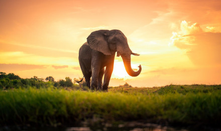 Animal Elephant HD Wallpaper