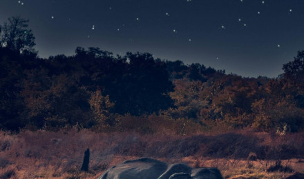 Elephant Wallpaper Elephant Wallpaper [ HQ ]