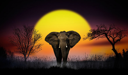 Animal African bush elephant HD Wallpaper