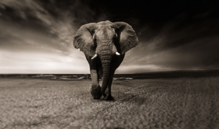 African Elephant Wallpaper 4K