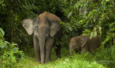 Free Pygmy Elephant Wallpaper. Sebastian Kennerknecht Photography