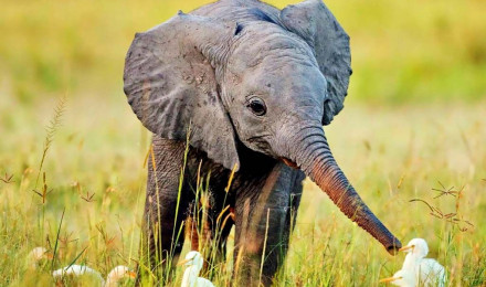 Hey, Look! Baby Elephants!. Jodi L. Milner, Author