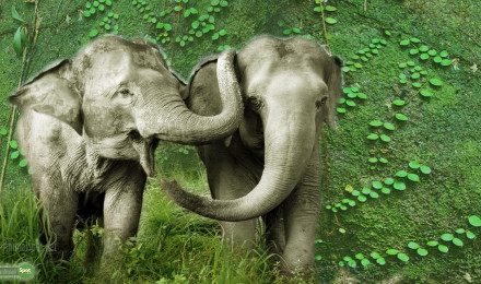 Elephant Wallpaper