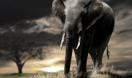 Wallpaper Elephant, sunset, savanna, clouds, Animals