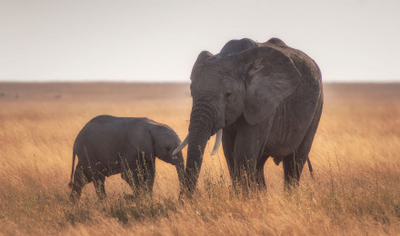 Mother and baby elephant Wallpaper