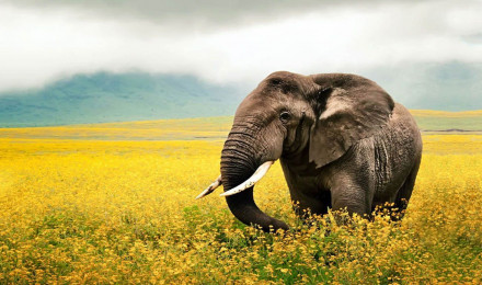 nice HD elephant desktop wallpper. Elephant wallpaper, Elephant phone wallpaper, Elephant