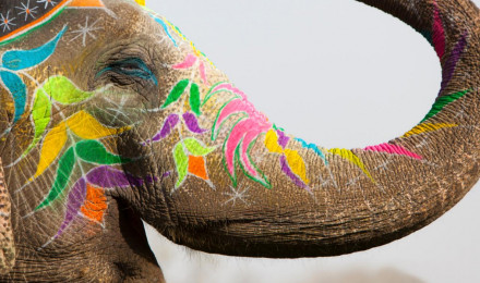 Animals Up Close: A Guide To Ethical Elephant Tourism