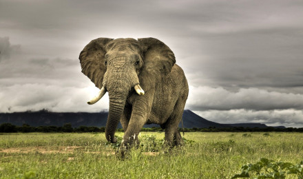 Animal African bush elephant HD Wallpaper