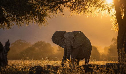 Elephant Forest Sunbeams Morning 4k 1440P Resolution HD 4k Wallpaper, Image, Background, Photo and Picture