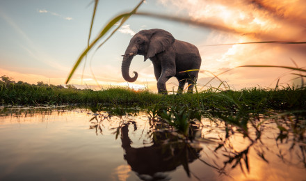 Elephant Is Standing On Grass In Blue Sky Background During Sunset Reflection On Water 4K 5K HD Elephant Wallpaper