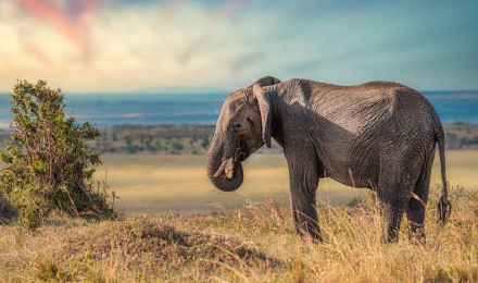 Elephant Animal Grass Field Blue Sky Background Nature HD Elephant Wallpaper