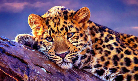 Leopard Wallpaper