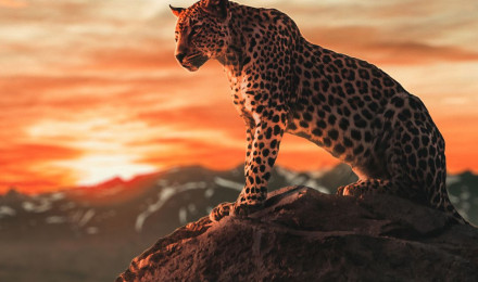 Leopard iPhone Wallpaper