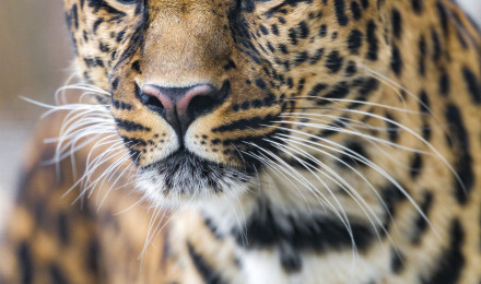 Download Leopard wallpaper for mobile phone, free Leopard HD picture