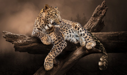 Leopard Is Lying Down On Tree Trunk In Blur Background HD Leopard Wallpaper