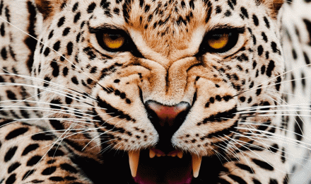 Leopard Cat Wallpaper for Samsung